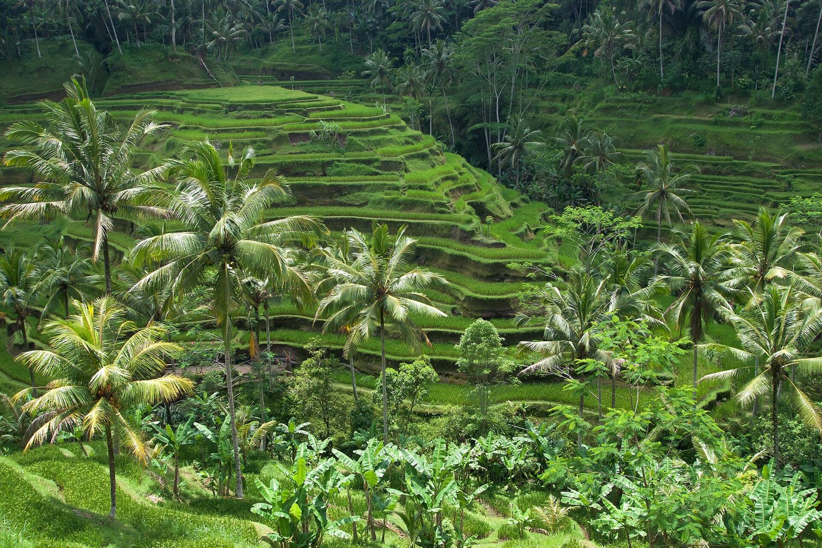 Palm trees and green rice terraces in Bali