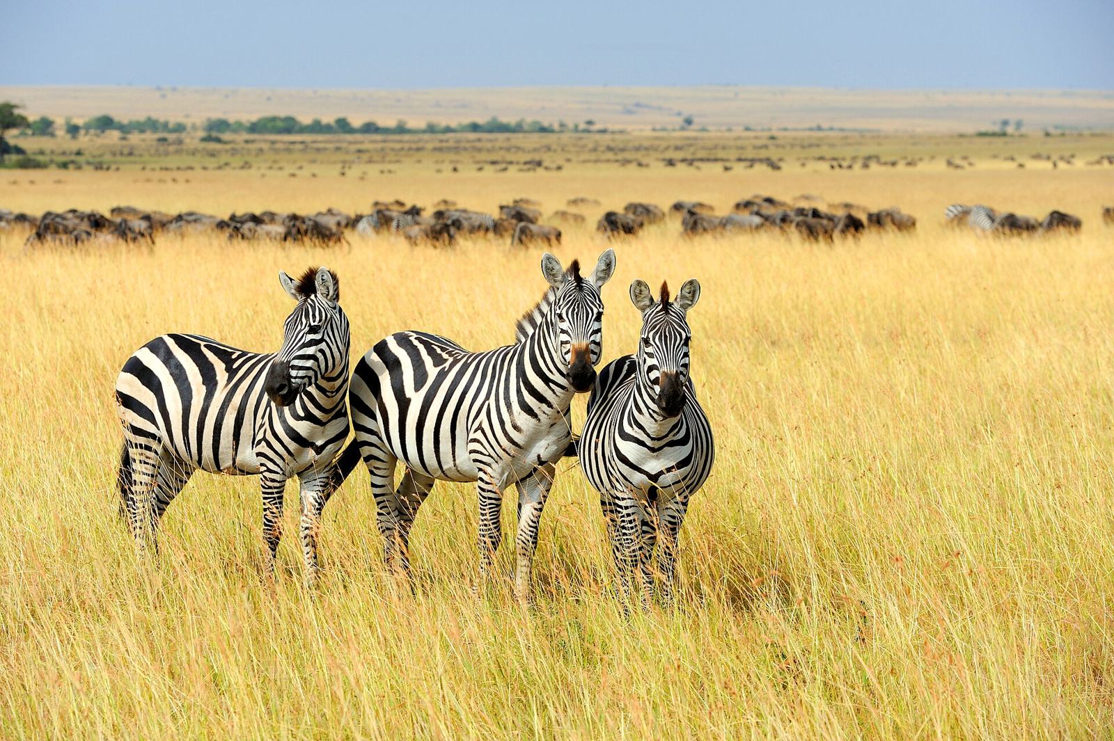 Three zebras in the Masai Mara