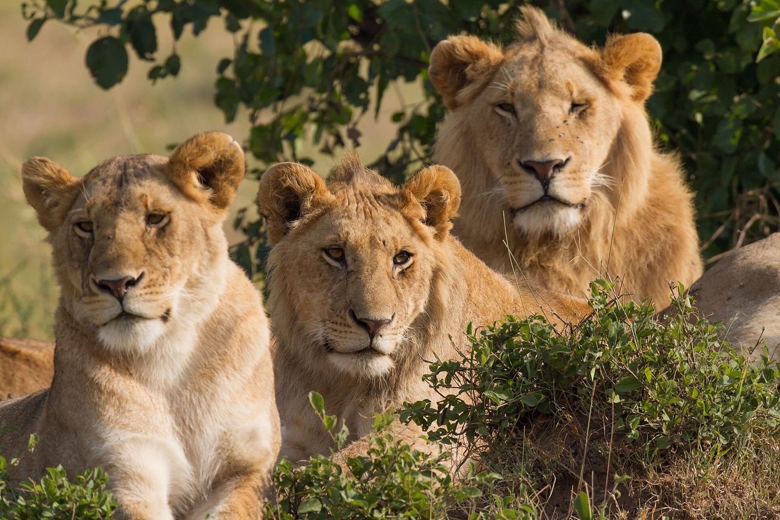 Three lions resting in the shade in the Masai Mara